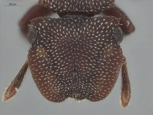 Cephalotes pallens specimen ECOFOG-HC-0034 image ecofog-hc-0034_2