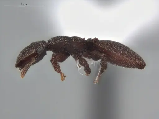 Cephalotes pallens specimen ECOFOG-HC-0034 image ecofog-hc-0034_3