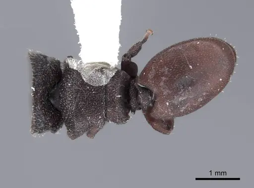Cephalotes pallens specimen FMNHINS0000047258 image fmnhins0000047258_1