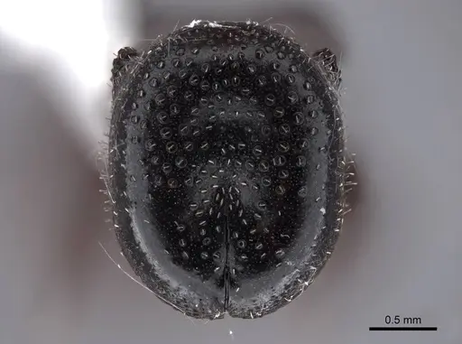 Cephalotes pallens specimen FMNHINS0000047258 image fmnhins0000047258_2