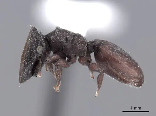 Cephalotes pallens specimen FMNHINS0000047258 image fmnhins0000047258_3