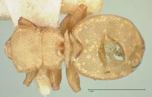 Cephalotes pallens specimen FOCOL2147 image focol2147_1