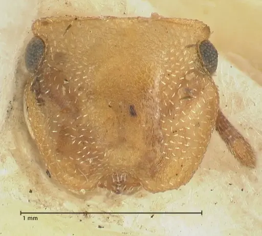 Cephalotes pallens specimen FOCOL2147 image focol2147_2