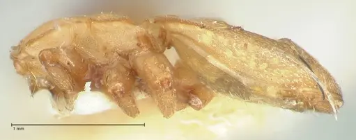 Cephalotes pallens specimen FOCOL2147 image focol2147_3