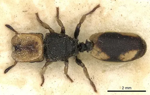 Cephalotes pallidicephalus specimen CASENT0900234 image casent0900234_1