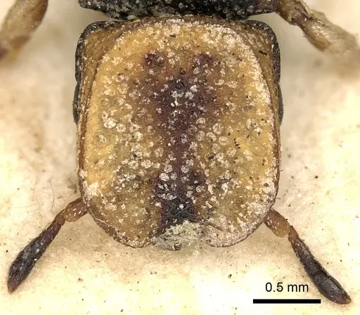 Cephalotes pallidicephalus specimen CASENT0900234 image casent0900234_2