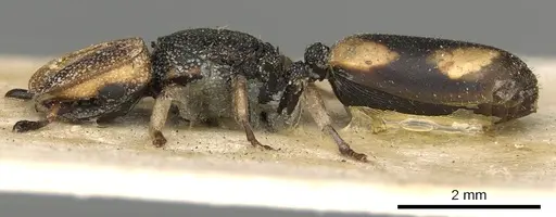 Cephalotes pallidicephalus specimen CASENT0900234 image casent0900234_3