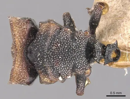 Cephalotes pallidicephalus specimen CASENT0904922 image casent0904922_1