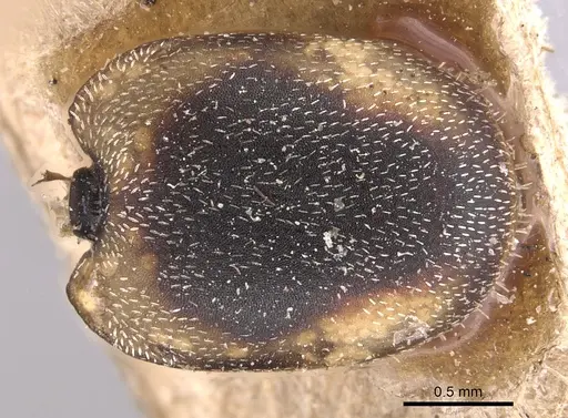 Cephalotes pallidicephalus specimen CASENT0904922 image casent0904922_2