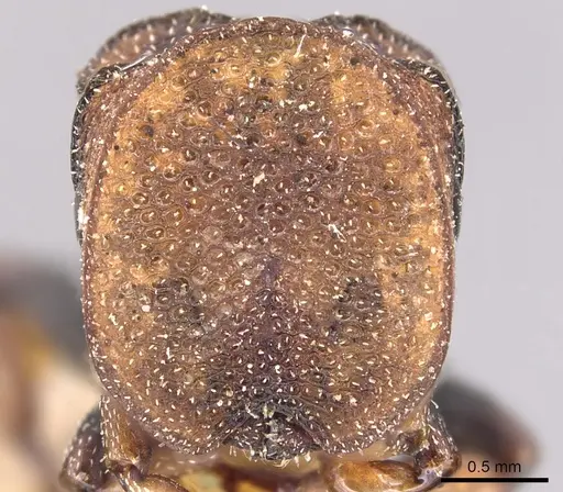 Cephalotes pallidicephalus specimen CASENT0904922 image casent0904922_3
