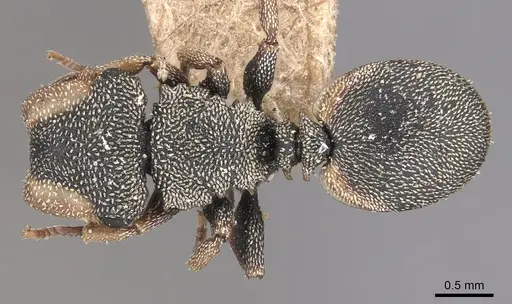 Cephalotes pallidicephalus specimen CASENT0904923 image casent0904923_1