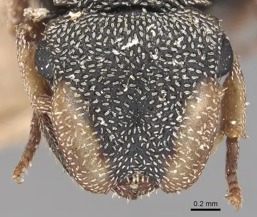 Cephalotes pallidicephalus specimen CASENT0904923 image casent0904923_2