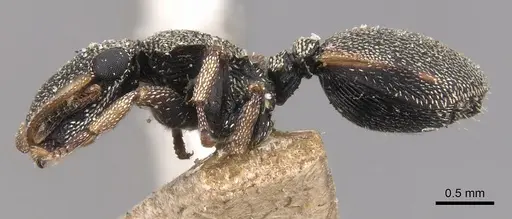 Cephalotes pallidicephalus specimen CASENT0904923 image casent0904923_3