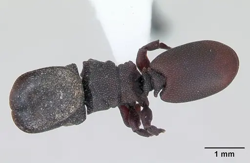 Cephalotes pallidoides specimen CASENT0173694 image casent0173694_1
