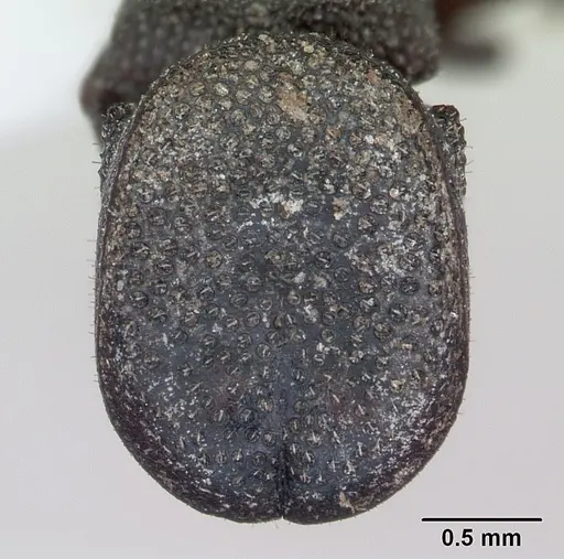 Cephalotes pallidoides specimen CASENT0173694 image casent0173694_2