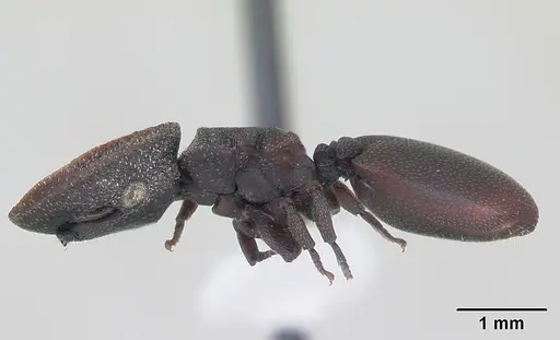Cephalotes pallidoides specimen CASENT0173694 image casent0173694_3