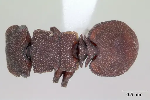 Cephalotes pallidoides specimen CASENT0173695 image casent0173695_1