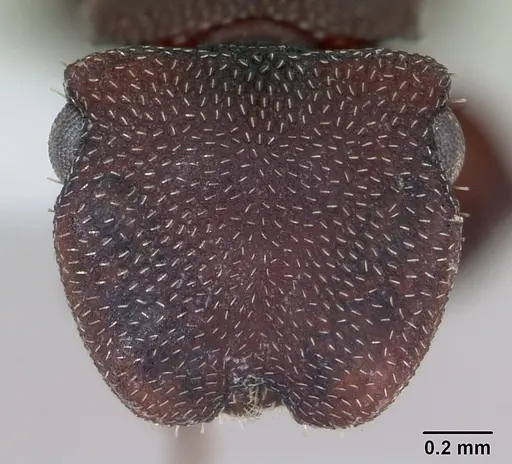 Cephalotes pallidoides specimen CASENT0173695 image casent0173695_2