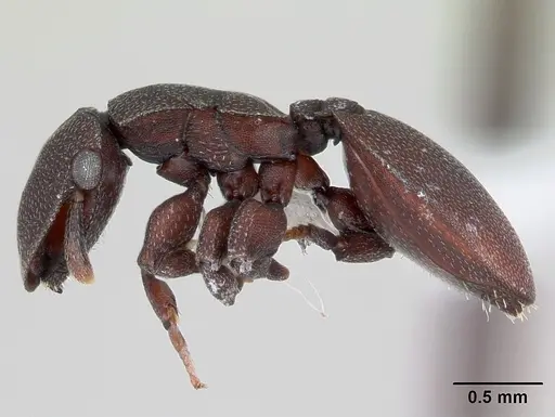 Cephalotes pallidoides specimen CASENT0173695 image casent0173695_3