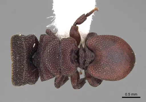 Cephalotes pallidoides specimen CASENT0922516 image casent0922516_1
