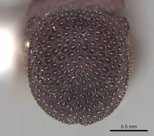 Cephalotes pallidoides specimen CASENT0922516 image casent0922516_2