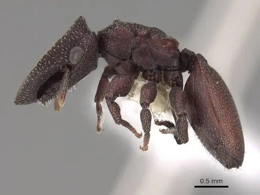 Cephalotes pallidoides specimen CASENT0922516 image casent0922516_3