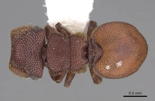 Cephalotes pallidoides specimen CASENT0922517 image casent0922517_1