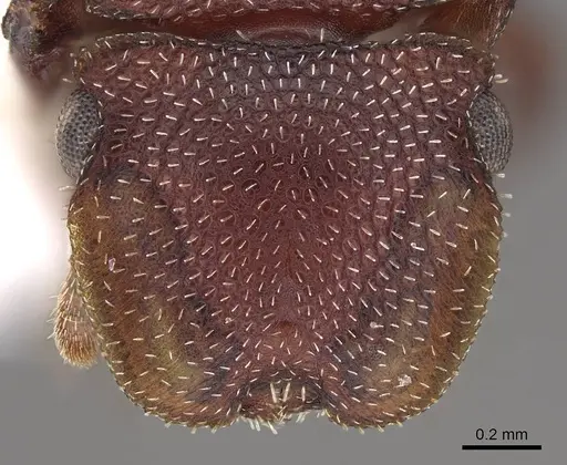 Cephalotes pallidoides specimen CASENT0922517 image casent0922517_2