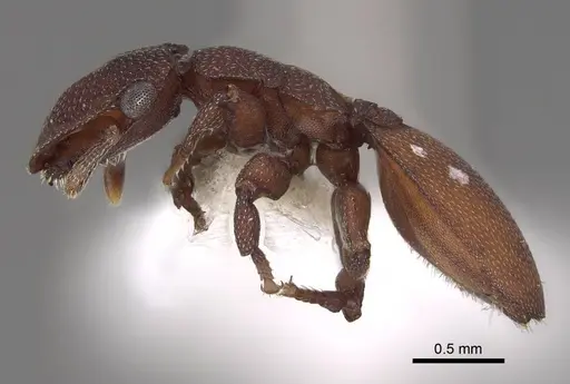 Cephalotes pallidoides specimen CASENT0922517 image casent0922517_3