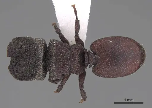 Cephalotes pallidus specimen CASENT0922514 image casent0922514_1