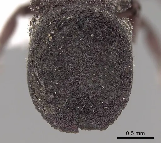 Cephalotes pallidus specimen CASENT0922514 image casent0922514_2