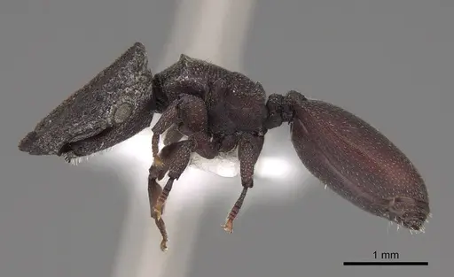 Cephalotes pallidus specimen CASENT0922514 image casent0922514_3