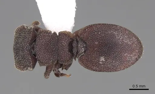 Cephalotes pallidus specimen CASENT0922515 image casent0922515_1