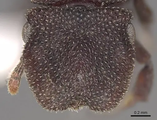 Cephalotes pallidus specimen CASENT0922515 image casent0922515_2