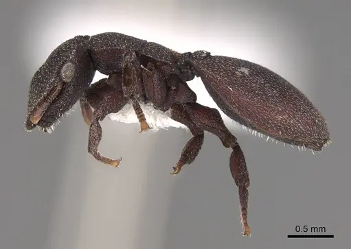 Cephalotes pallidus specimen CASENT0922515 image casent0922515_3