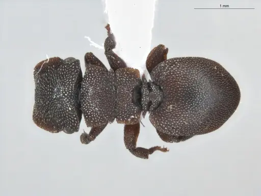 Cephalotes pallidus specimen ECOFOG-BUG-0046-03 image ecofog-bug-0046-03_1