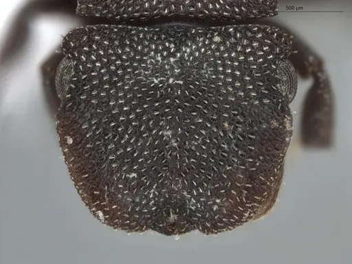 Cephalotes pallidus specimen ECOFOG-BUG-0046-03 image ecofog-bug-0046-03_2