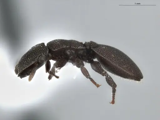 Cephalotes pallidus specimen ECOFOG-BUG-0046-03 image ecofog-bug-0046-03_3