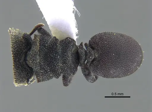 Cephalotes pallidus specimen IAVH-E-263295 image iavh-e-263295_1