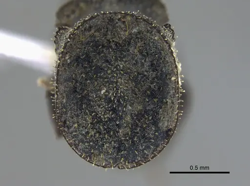 Cephalotes pallidus specimen IAVH-E-263295 image iavh-e-263295_2