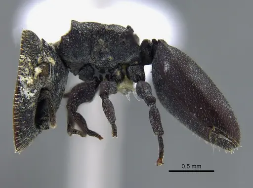 Cephalotes pallidus specimen IAVH-E-263295 image iavh-e-263295_3