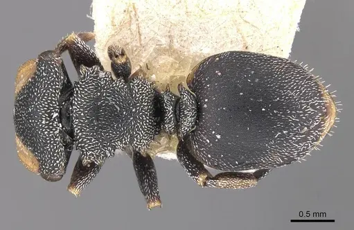 Cephalotes palta specimen CASENT0909282 image casent0909282_1