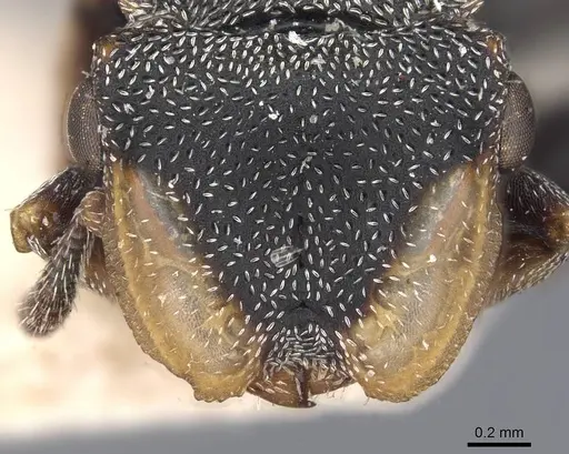 Cephalotes palta specimen CASENT0909282 image casent0909282_2