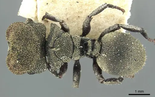 Cephalotes patei specimen CASENT0912612 image casent0912612_1