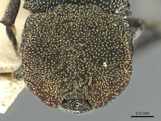 Cephalotes patei specimen CASENT0912612 image casent0912612_2
