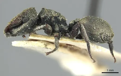 Cephalotes patei specimen CASENT0912612 image casent0912612_3