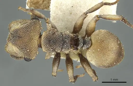 Cephalotes patei specimen CASENT0912613 image casent0912613_1