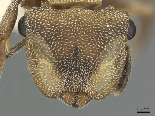 Cephalotes patei specimen CASENT0912613 image casent0912613_2