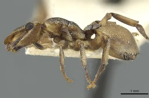 Cephalotes patei specimen CASENT0912613 image casent0912613_3