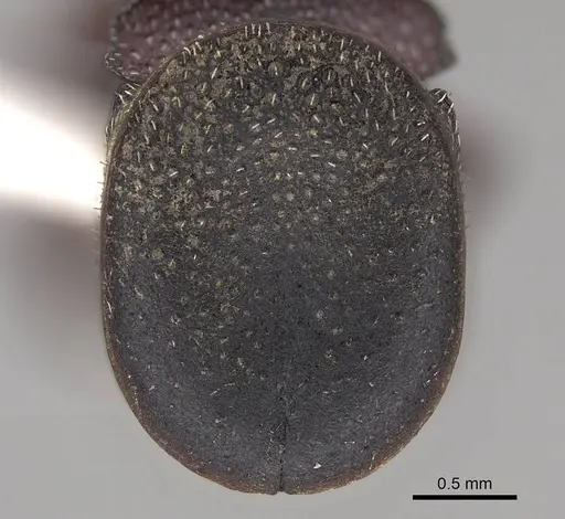 Cephalotes patellaris specimen CASENT0922518 image casent0922518_2